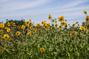 Obraz premium Field of Jerusalem artichokes