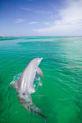 Naklejka premium Bottlenose Dolphins (Tursiops truncatus) Caribbean Sea 