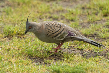 Crested Pigeon in Australia