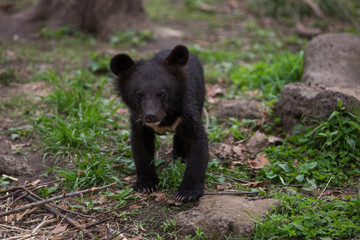 Fototapeta na wymiar Young Himalayan bear cub in a summer forest