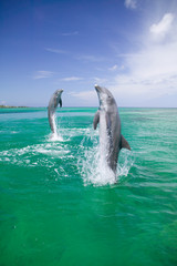 Bottlenose Dolphins (Tursiops truncatus) Caribbean Sea 