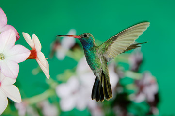 Broad-billed Hummingbird, Cynanthus latirostris, male in flight feeding on Nicotiana (Nicotiana ssp.), Madera Canyon, Arizona, USA, May