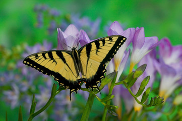 Eastern Tiger Swallowtail Papilio glaucus