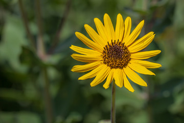 Yellow flower against green background