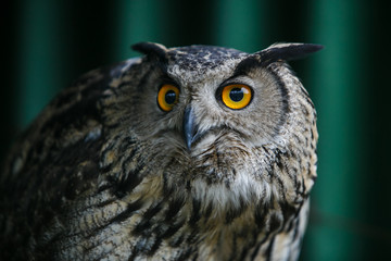 Portrait of a beautiful eagle owl