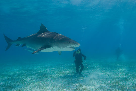 Tiger Sharks (Galeocerdo Cuvier) Northern Bahamas 