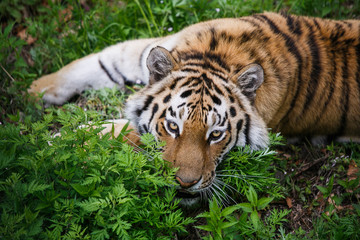 Beautiful and adult Amur tiger in the taiga in summer