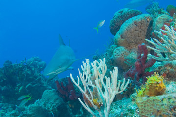 Fototapeta na wymiar Caribbean Reef Sharks (Carcharhinus perezi) Northern Bahamas 