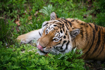 Fototapeta premium Beautiful and adult Amur tiger in the taiga in summer