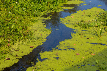 Water flowing in creek