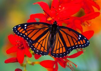 Fototapeta na wymiar Viceroy Butterfly a mimic of the Monarch butterfly, Limenitis archippus