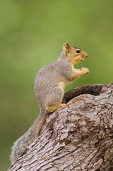 Naklejka na ściany i meble Eastern Fox Squirrel, Sciurus niger, adult on tree, Uvalde County, Hill Country, Texas, USA, April