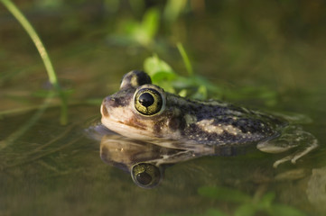 Couch's Spadefoot, Scaphiopus couchii, adult, Willacy County, Rio Grande Valley, Texas, USA, June