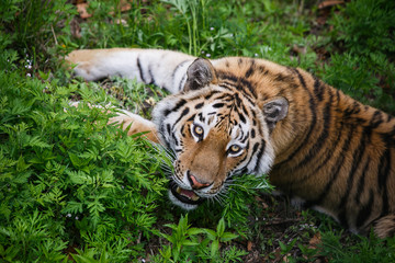 Beautiful and adult Amur tiger in the taiga in summer