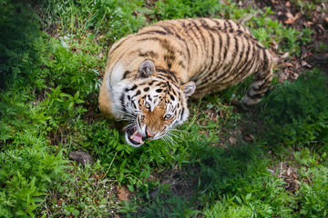Beautiful and adult Amur tiger in the taiga in summer