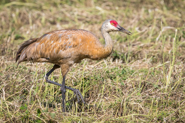 Fototapeta premium Lesser Sandhill Crane Walking in a Field