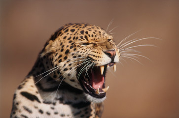 Fototapeta na wymiar East Africa, African Leopard (Panthera pardus)