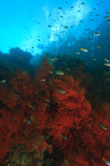 Fototapeta na wymiar Shallow Black Coral Trees on Vertical Wall, Raja Ampat region of Papua (formerly Irian Jaya)
