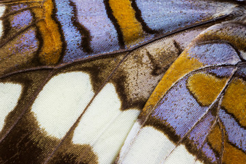 Close-up detail wing pattern of tropical butterfly