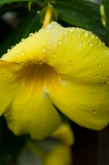 Yellow hibiscus flower with water droplets, Samoa.