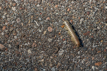 Insect crossing the road