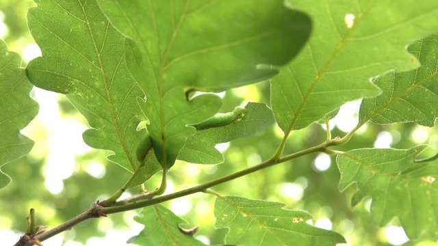 moth, inch-worm of carpet, geometrid (Geometridae) possible Operophtera sp. on oak leaves. Forest pests. Valley of river Pshish, Main Caucasian ridge