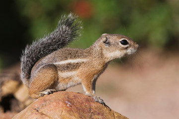 Naklejka na ściany i meble Harris's Antelope Squirrel, Ammospermophilus harrisii, adult on branch,Tucson, Arizona, USA, September