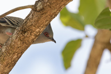 Crested Pigeon in Australia