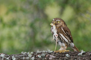 Ferruginous Pygmy-Owl, Glaucidium brasilianum, adult, Willacy County, Rio Grande Valley, Texas, USA, May