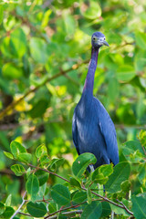 Little Blue Heron