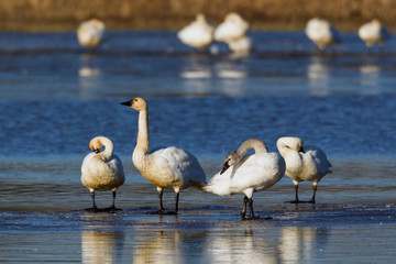Tundra Swans on Ice