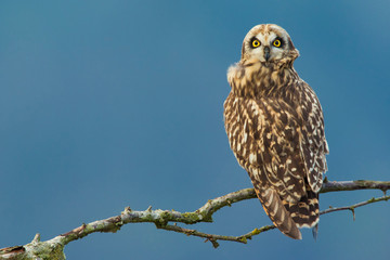 Short-eared Owl