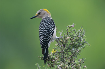 Golden-fronted Woodpecker, Melanerpes aurifrons, female, Willacy County, Rio Grande Valley, Texas, USA, May