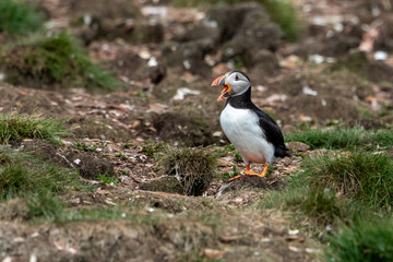 Atlantic Puffin in Newfoundland