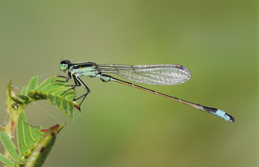 Rambur's Forktail, Ischnura ramburii, male, Willacy County, Rio Grande Valley, Texas, USA, May