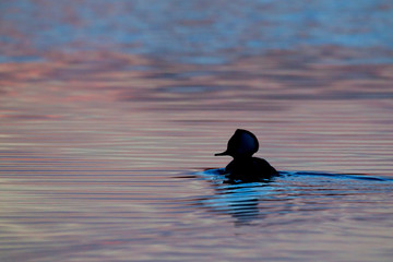 Hooded Merganser, Sunset Silhouette