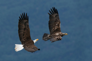 Bald Eagle Flight