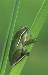 Green Treefrog, Hyla cinerea, adult, Lake Corpus Christi, Texas, USA, May