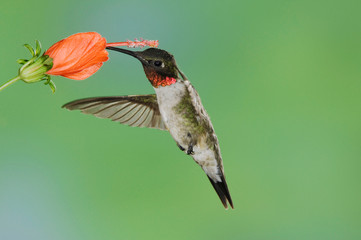 Ruby-throated Hummingbird, Archilochus colubris, male in flight feeding on Turk's Cap (Malvaviscus drummondii), Willacy County, Rio Grande Valley, Texas, USA, May