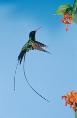 Red-billed Streamertail, Trochilus polytmus, male feeding on flower, Rocklands, Montego Bay, Jamaica, January © Rolf Nussbaumer/Danita Delimont