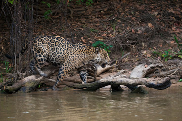 Fototapeta na wymiar Jaguar on the prowl