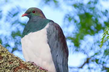 New Zealand Endemic Pigeon