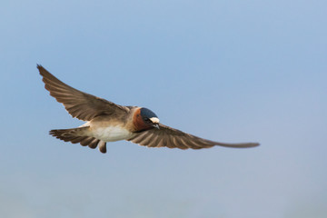 Cliff Swallow flying