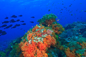 Fototapeta na wymiar Profuse and colorful soft corals (Dendronepthya sp.) small anthias fish (Pseudanthias squamipinnis) and behind schooling Unicornfish (Naso thynnoides), Raja Ampat region of Papua (formerly Irian Jaya)
