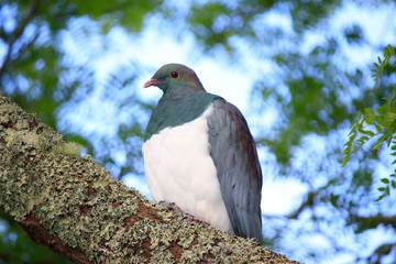 New Zealand Endemic Pigeon