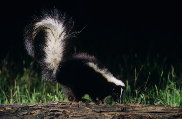 Striped Skunk, Mephitis mephitis, adult looking for food, Welder Wildlife Refuge, Sinton, Texas, USA, April