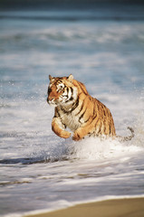 Bengal Tigers (Panthera Tigris)