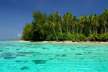 Fototapeta na wymiar South Pacific, French Polynesia, Moorea