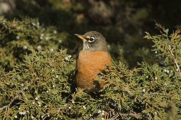 American Robin, Turdus migratorius, female on juniper tree,Yellowstone NP,Wyoming, September