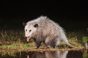 Virginia Opossum, Didelphis virginiana, adult at night drinking, Uvalde County, Hill Country,...